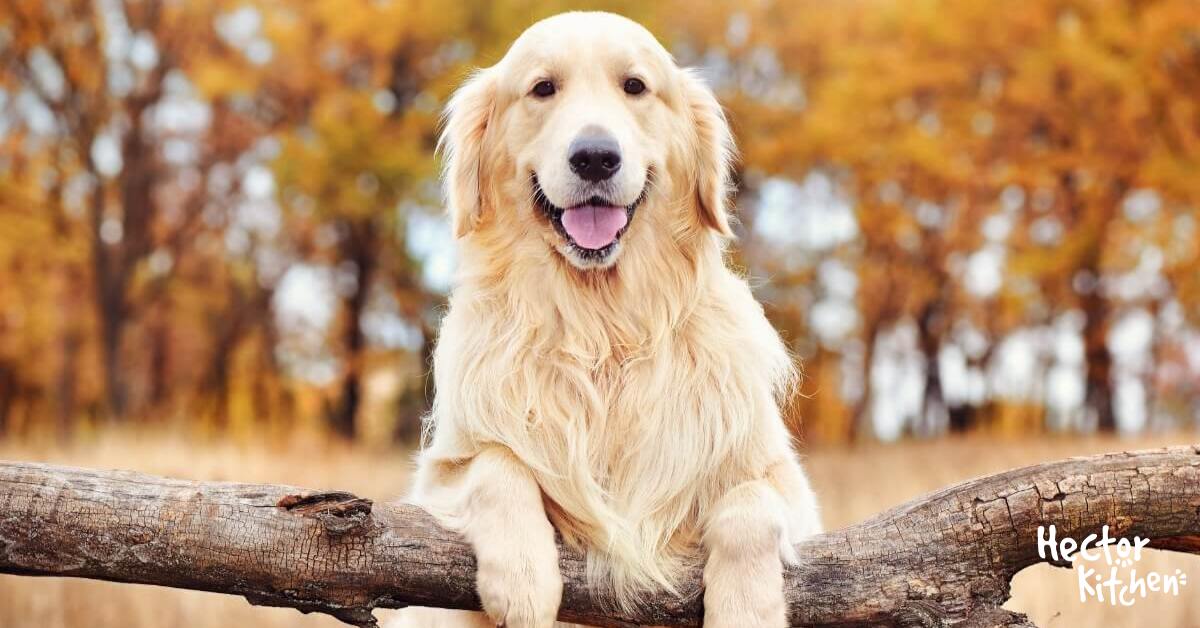 Croquettes pour Golden Retriever comment les choisir ? Hector Kitchen